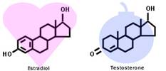 Hormones — illustration